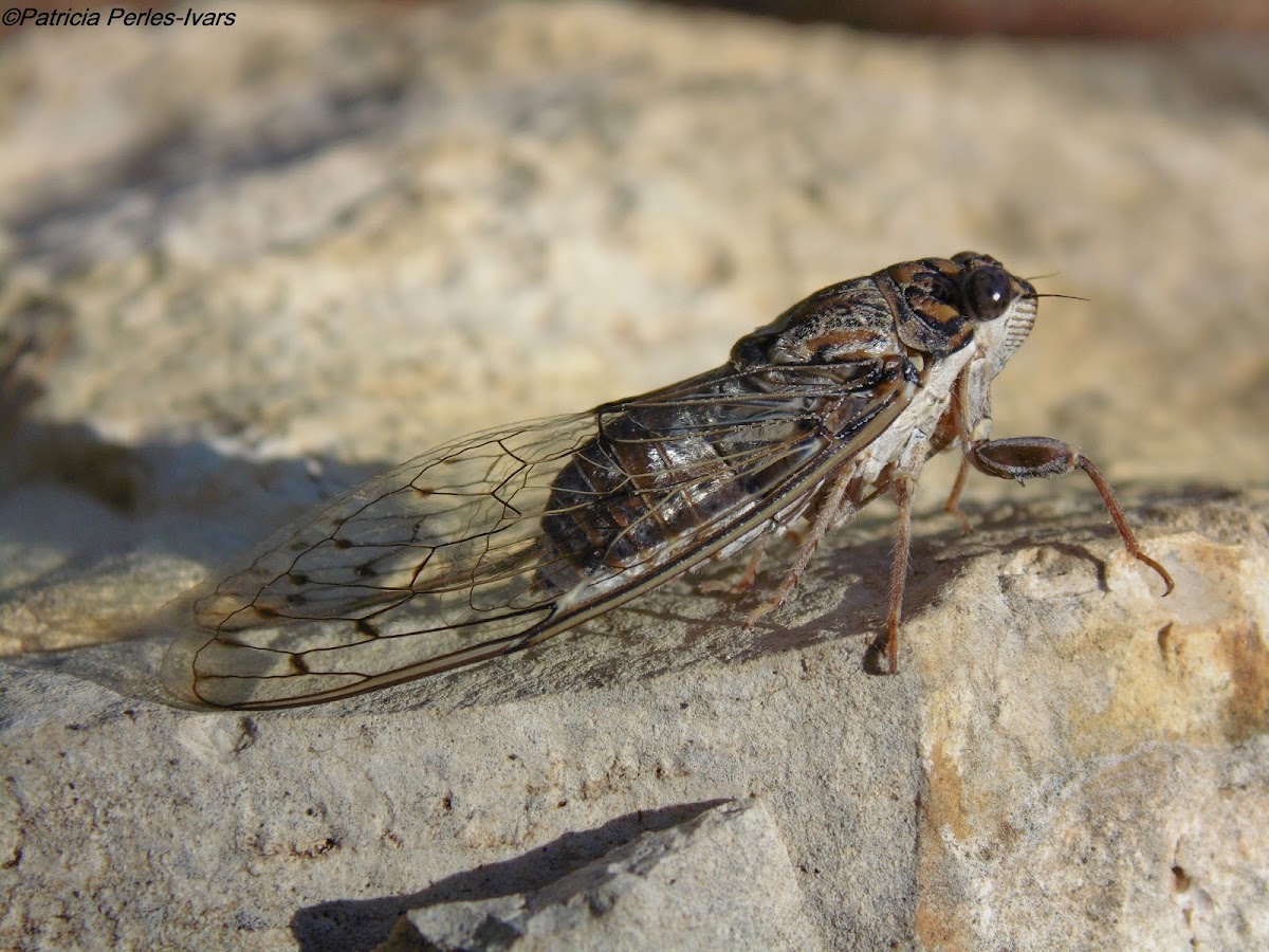 Common Cicada