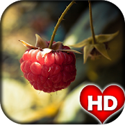 Raspberry Wallpaper HD 5.0 Icon