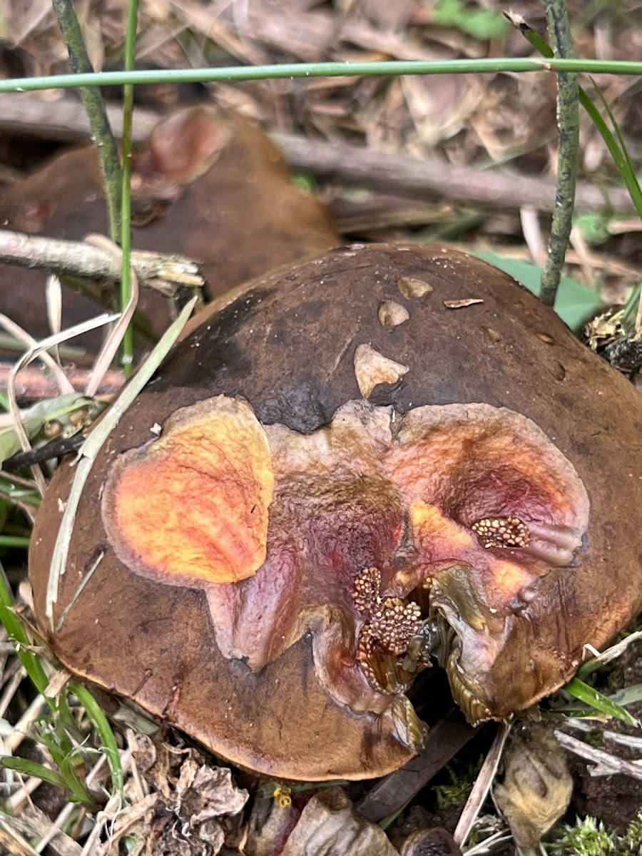 Bolete Mushroom