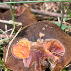 Bolete Mushroom