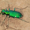 six-spotted tiger beetle