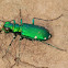 six-spotted tiger beetle