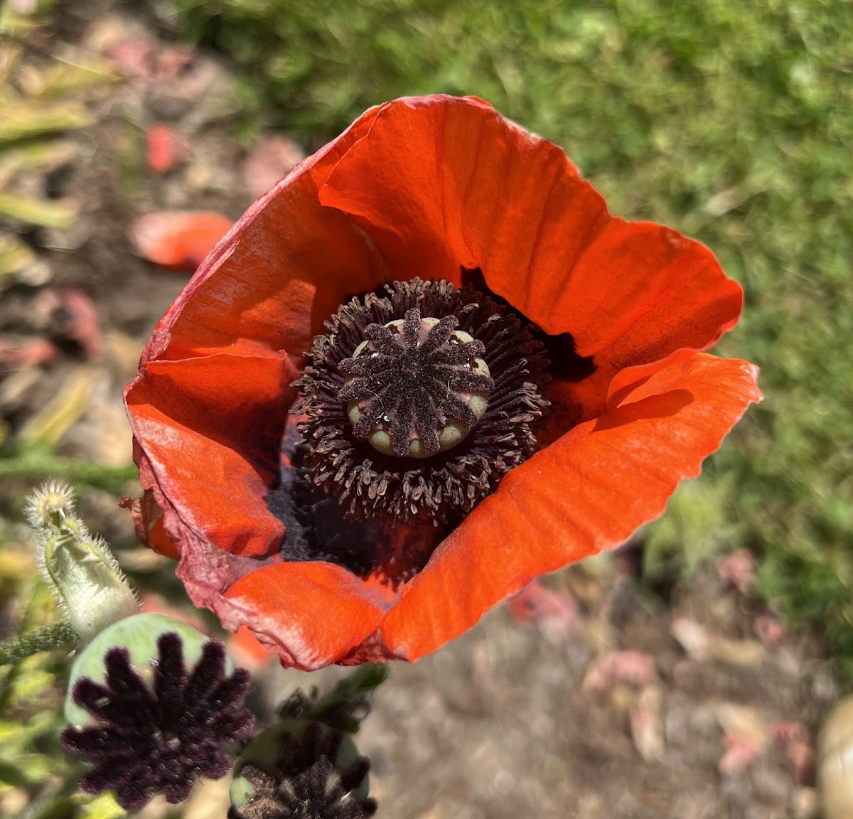 unidentified poppy