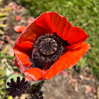 unidentified poppy