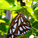 Gulf Fritillary