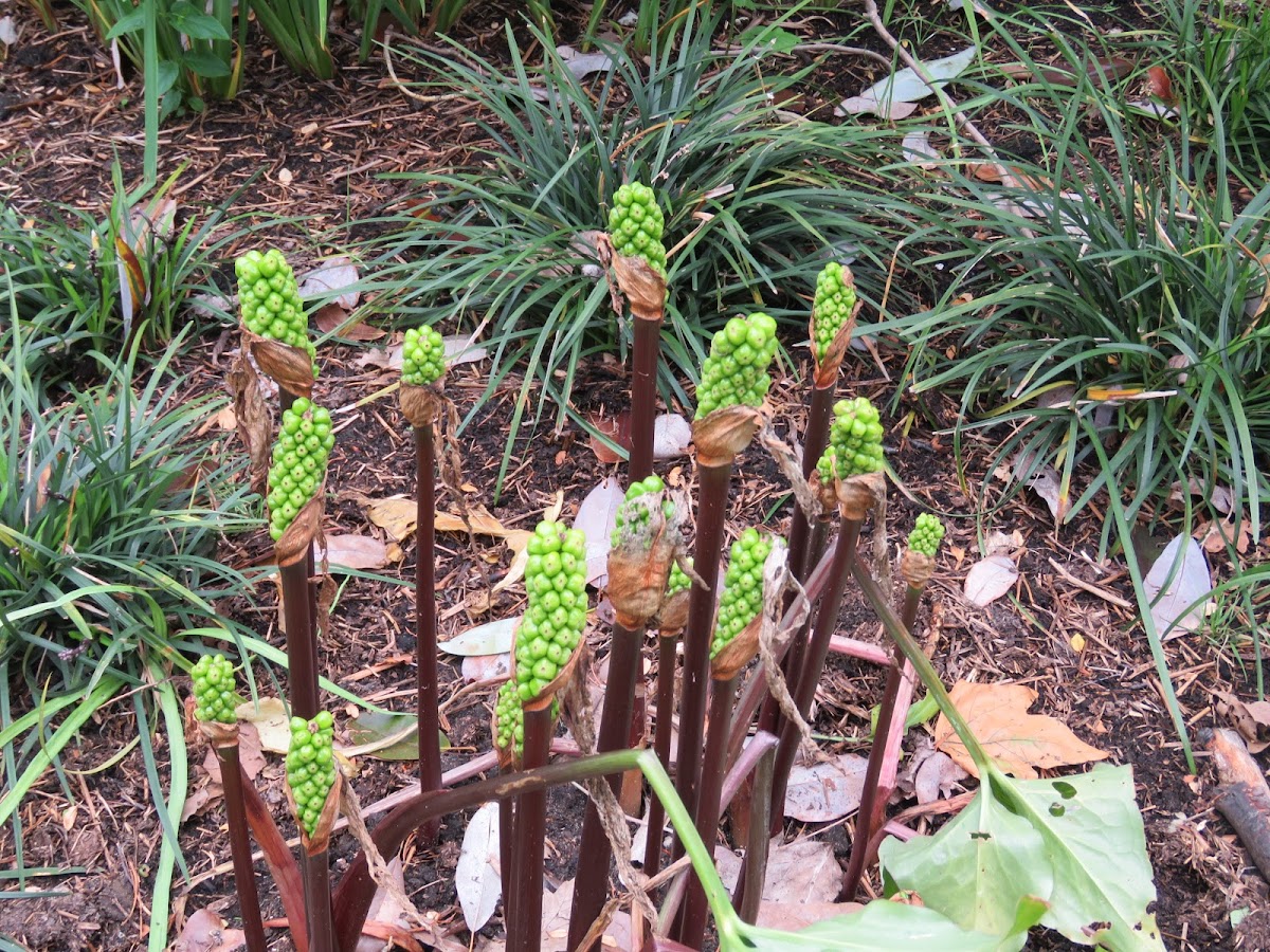 Fruits of Arum Plant