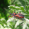 Assassin bug (Rdeči nosan)