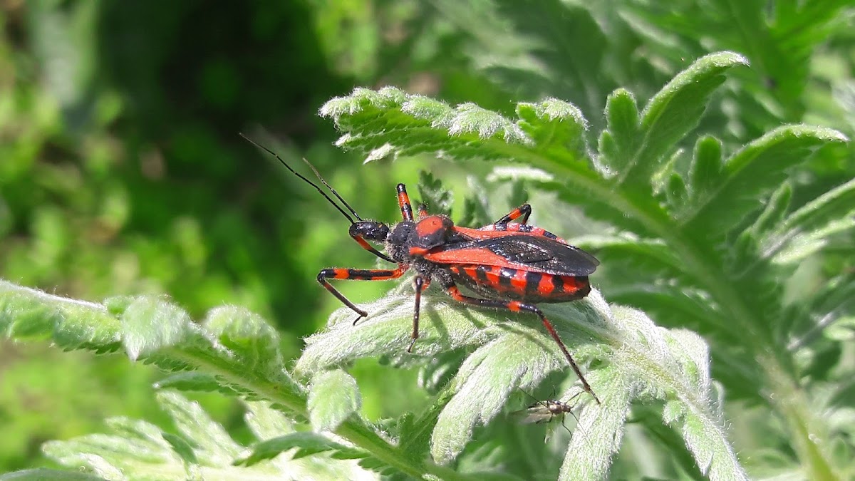 Assassin bug (Rdeči nosan)