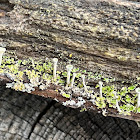 Lichen