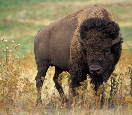 Buffalo Wallpapers HD FREE