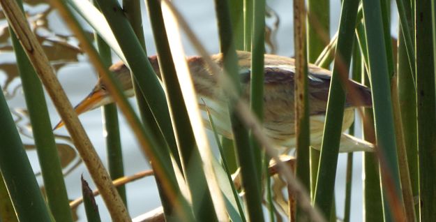 Least Bittern