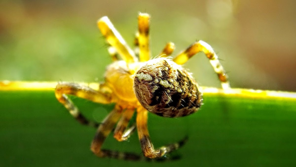 European Garden Spider