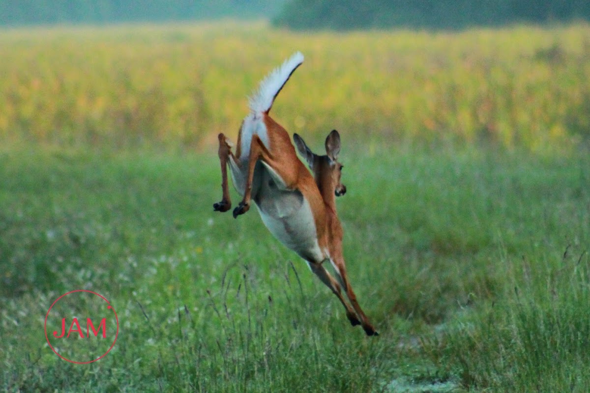 White-tailed Deer