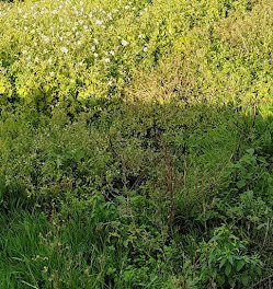 terrain à Saint-Jean-de-Boiseau (44)