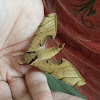 Streaked Sphinx moth