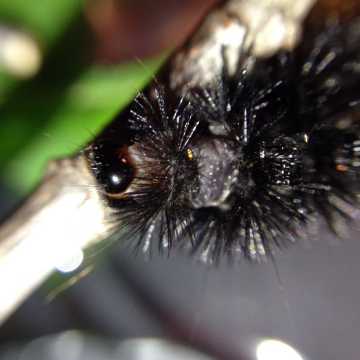 Giant Leopard moth