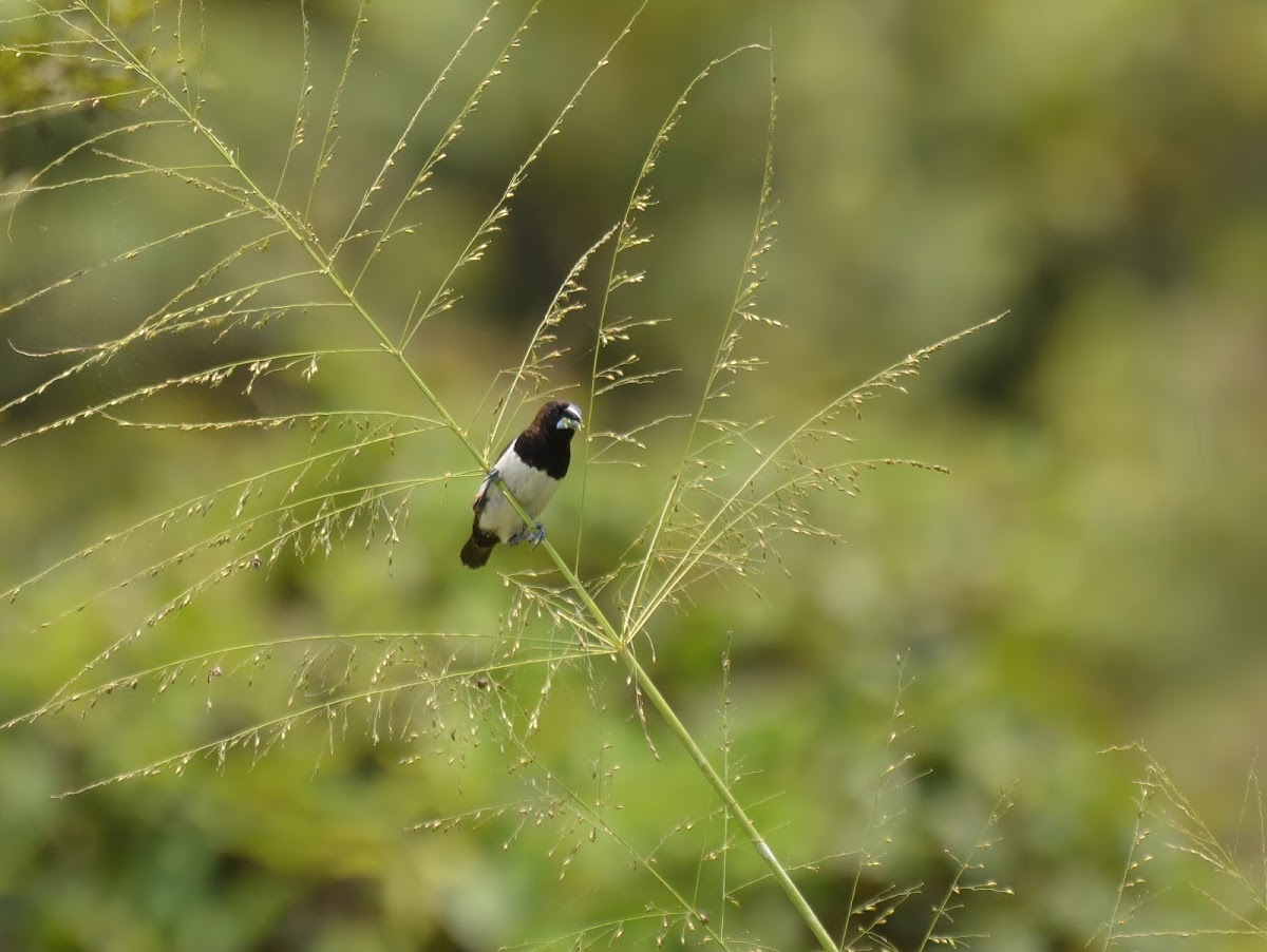 White-rumped munia