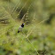 White-rumped munia