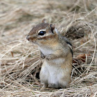 Eastern Chipmunk