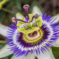 Passiflora di 