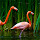 Flamingo Wallpaper HD Custom New Tab