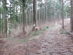 尾根を直進