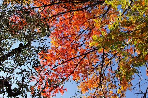 Tricolore autunnale.  di micphotography