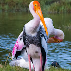 Painted Stork