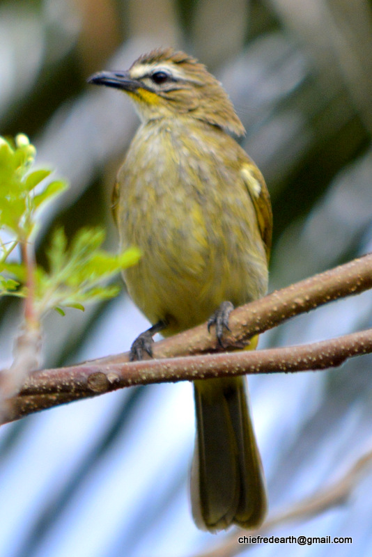 White-browed bulbul