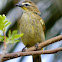 White-browed bulbul