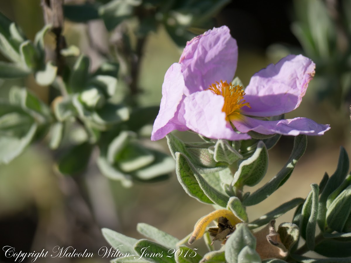 Rockrose