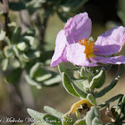 Rockrose