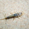 Silverfish