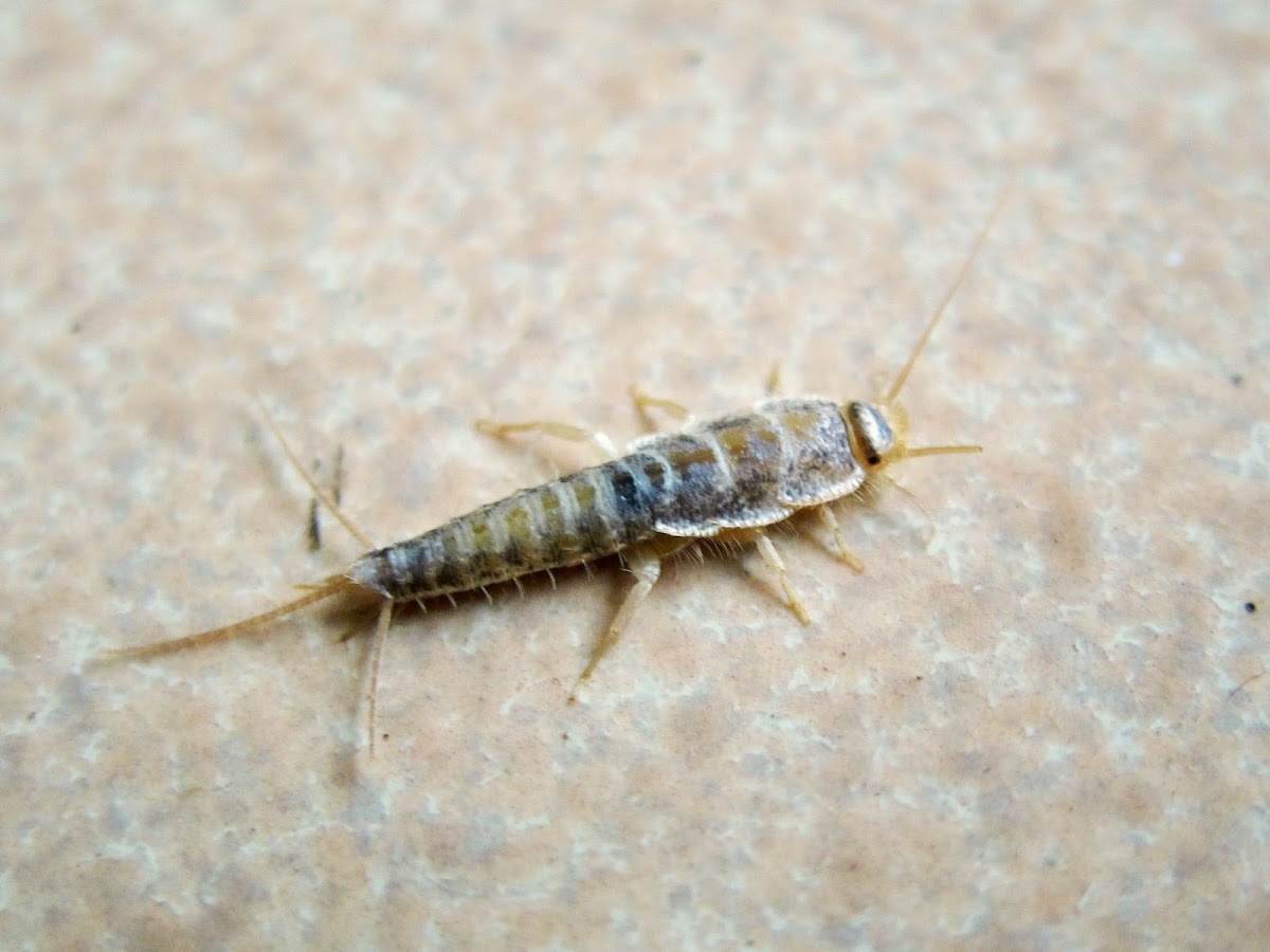 Silverfish