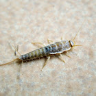 Silverfish