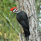 Pileated woodpecker (male)