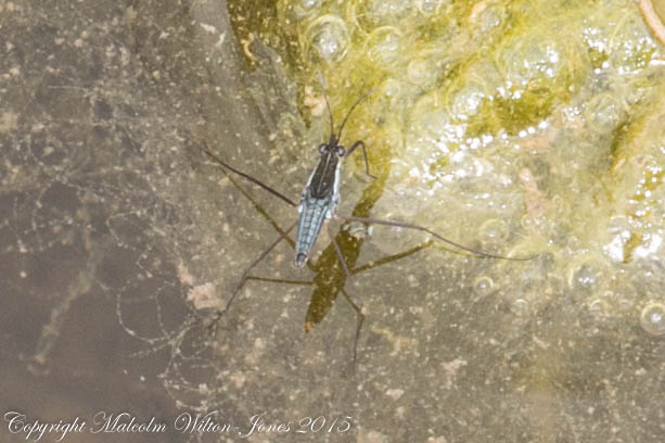 Pond Skater