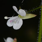 Enchanter's Nightshade