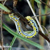 Geometridae moth larva