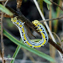 Geometridae moth larva