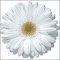 Item logo image for Christian Micah 6:8 Daisy Theme