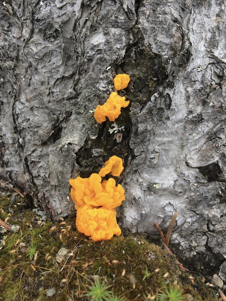 Witch's Butter