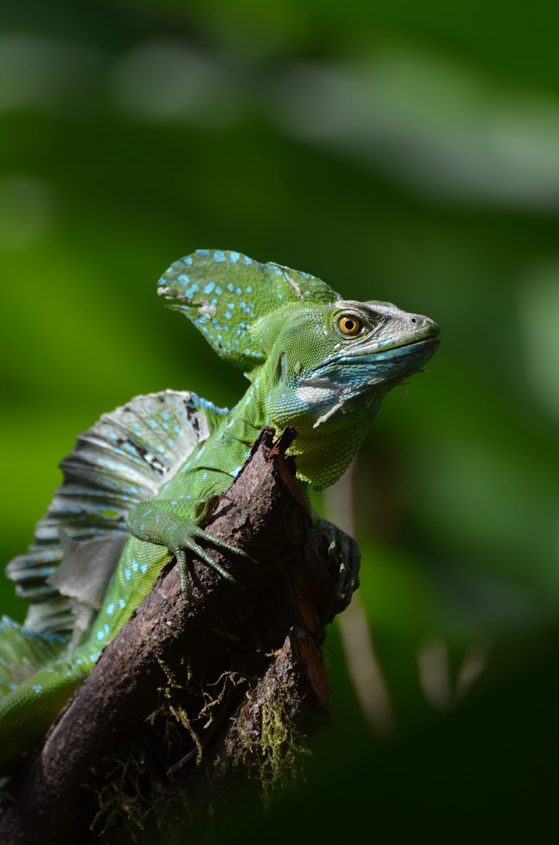 Plumed Basilisk Lizard