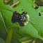 Clavate Tortoise Beetle