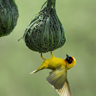 Vitelline Masked Weaver