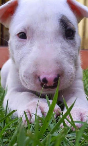 Bull Terrier HD Wallpapers