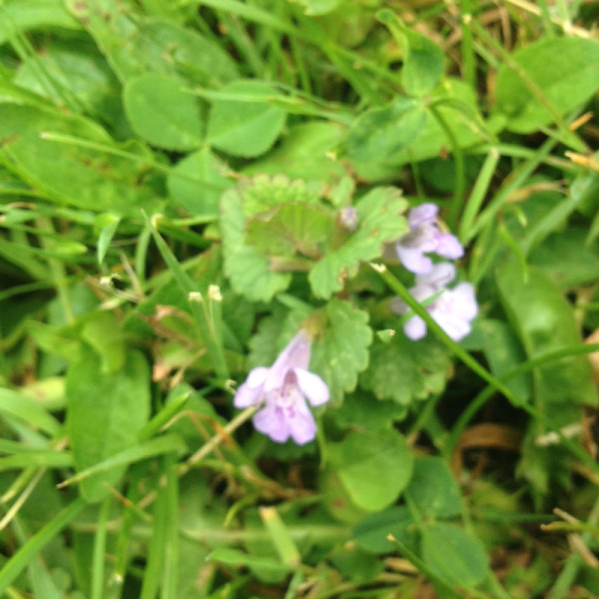 ground-ivy