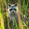 Raccoon