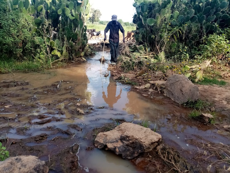 Loruk village elder Johanna Chepyator walks along the newly discovered Lake Baringo outlet known as Kebenop-Cherogony, near Loruk in Baringo North subcounty