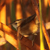 Marsh Wren